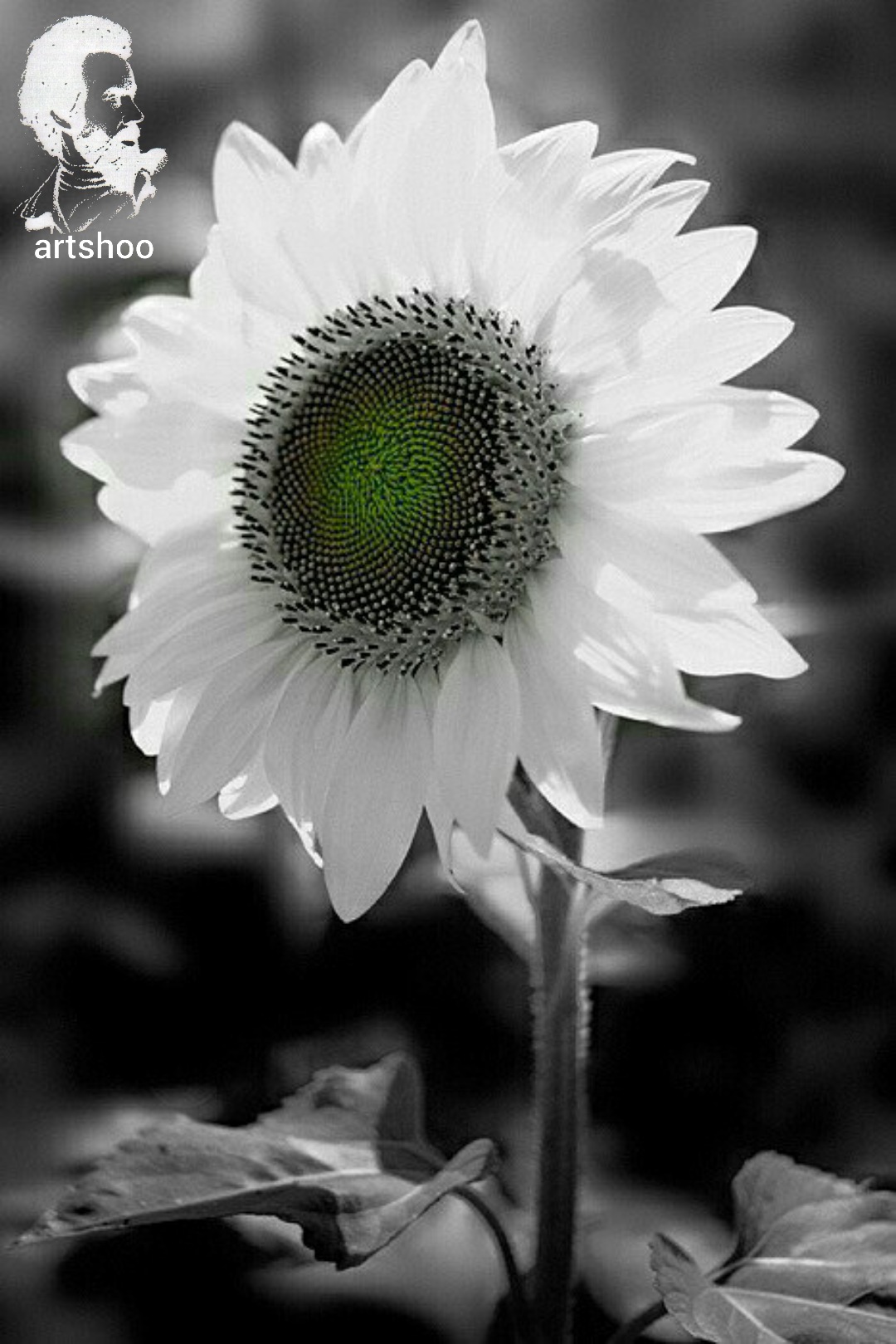 گل اورژینال رنگ روغن